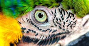 Foto: (Cocos.Bounty/Shutterstock)