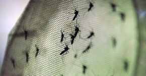 Nova vacina contra dengue reduz em 95% casos graves da doença