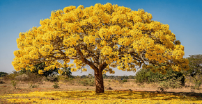 Eu plantei esse raio de sol que transforma o jardim num tapete de ouro e traz uma alegria contagiante para a vizinhança