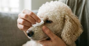 Os veterinários concordam sobre os poodles: “É importante prestar atenção aos seus olhos, é fundamental limpar frequentemente as secreções e não deixar que se acumulem.”