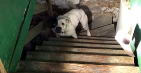 Novo proprietário resgata cão acorrentado deixado na casa