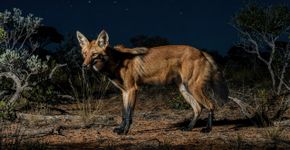 Como o lobo-guará consegue encontrar comida no escuro