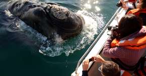 Foto: (divulgação/Secretaria de Turismo de Puerto Madryn)
