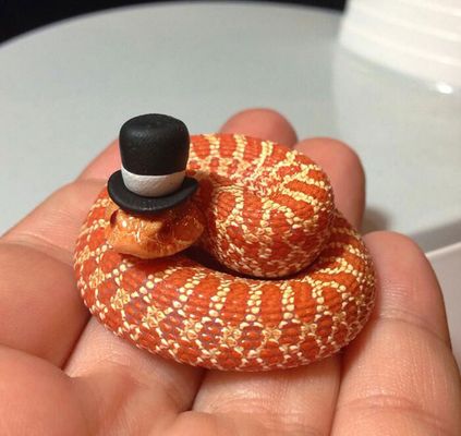 Internautas publicam fotos de cobras usando chapéu (Reprodução/Bored Panda)