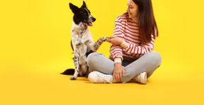 5 técnicas infalíveis para ensinar comandos básicos ao seu cachorro