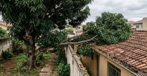 Homem passou meses recolhendo folhas e galhos de uma árvore que ficava inteiramente no terreno do vizinho, mas resolveu agir quando os ramos avançaram sobre o telhado e descobriu que a lei traz uma resposta bastante direta para esse tipo de situação
