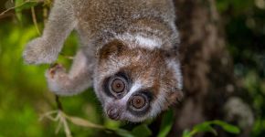 Lóris-lento-pigmeu: 7 curiosidades sobre esse pequeno primata 
