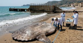 O que parecia um passeio comum pela costa acabou com a descoberta de um peixe gigante de 2,5 metros de comprimento em uma praia