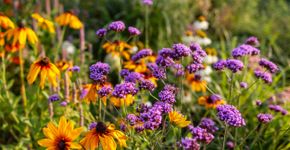 Foto: (Maryviolet/istock)