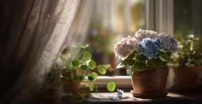 Planta que não deve estar em casa porque simboliza a solidão, de acordo com o Feng Shui