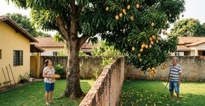 Vizinho planta árvore frutífera junto ao muro e, cinco anos depois, descobre que as frutas que caem do outro lado não são mais dele