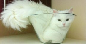 Fotos comprovam: gatos são líquidos