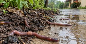 Minhocas aparecem na superfície depois de chuvas fortes e o motivo não é simplesmente porque elas estão se afogando debaixo da terra