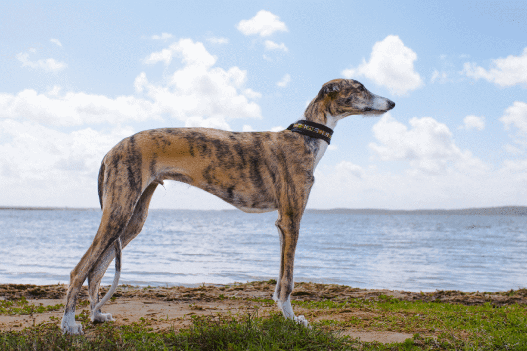 Desenvolvido para perseguir presas, o galgo espanhol combina resistência, agilidade e velocidade com um temperamento geralmente reservado e tranquilo (Imagem: Irma07 | Shutterstock)