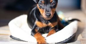 Pinscher e chihuahua: 8 características que diferenciam as duas raças