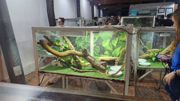 Projeto Jiboia é uma experiência diferente para aprender mais sobre as serpentes