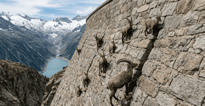 Cabras-montesas desafiam a gravidade e escalam represa de mais de 50 metros nos Alpes em busca de sais minerais