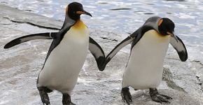 Cinco animais que apresentam comportamentos homossexuais