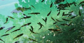 Desmatamento reduz tamanho de peixes na região amazônica