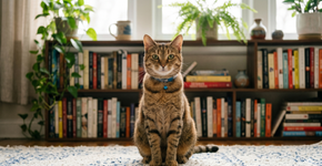 Como entender a linguagem corporal dos gatos? Sinais e significados