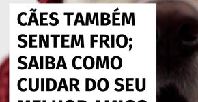 Cães também sofrem com o frio; veja como mantê-los aquecidos no inverno
