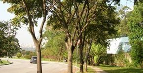 Prefeitura pretende mapear as árvores de São Paulo