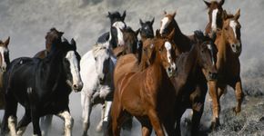 Brasil é um dos maiores exportadores de carne de cavalo
