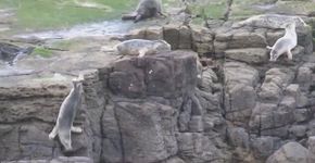 Focas pulam de penhasco para fugir do assédio de turistas