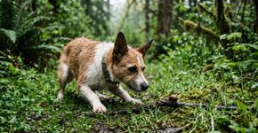 Uma viagem com o cachorro pode se tornar um risco de vida: aqui estão as dicas dos veterinários para evitar infecções