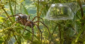 A aranha sino de mergulho carrega ar nos pelos e mantém uma bolha submersa onde descansa, troca gases e até cuida dos ovos, passando quase toda a vida sem voltar à superfície