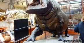 Um passeio pelo Museu de História Natural da Irlanda, em Dublin
