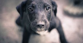 Italianos que adotarem animais terão desconto no imposto de lixo