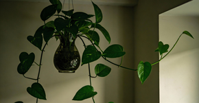 As plantas que purificam o ar e sobrevivem até em quarto escuro