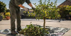 Poda de árvores frutíferas sem bagaceira no chão e com resultado profissional