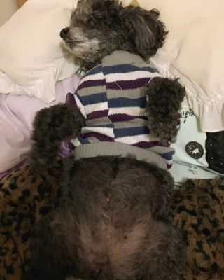 Veja alguns dos cães e gatos que já estão participando do #MostreABarriguinha!