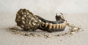 Uma ostra encontrada grudada a uma dentadura no fundo da Baía de Chesapeake em 1898 acabou no Smithsonian e hoje ajuda a contar como esses moluscos dominavam a região antes do colapso de mais de 99% da população histórica