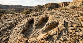 Professor encontra 4 pegadas de T. rex que revelam a primeira trilha conhecida de um adulto da espécie