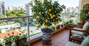 O pé de fruta ideal para ter no vaso que produz rápido e não mancha o piso da varanda