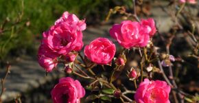 10 flores perfeitas para espaços pequenos e canteiros compactos