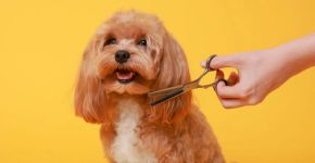 9 cuidados importantes ao levar o cachorro para tosar 