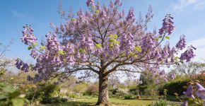 Esta árvore cresce muito rápido, e como bônus, oferece lindas flores para o seu jardim