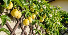 Como cultivar o maracujá doce que não precisa de açúcar