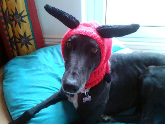 A britânica resolveu largar o emprego para tricotar roupas a cães abandonados (Reprodução/Jan Brown)