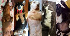 Por que postar foto da barriga do seu cão ou gato? Descubra!
