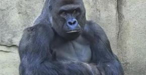 Mãe de criança que causou morte de gorila Harambe não será acusada criminalmente
