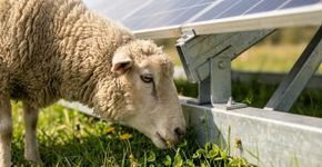 Colocaram 40 ovelhas para pastar ao redor de painéis solares, e isso começou a mudar a forma como a energia é produzida
