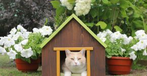 7 diferenças entre gatos domésticos e felinos selvagens 