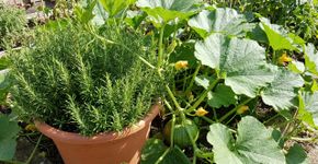 O alecrim aguenta tudo, mas é melhor não plantá-lo perto desta planta: onde colocá-lo no jardim e como usá-lo.