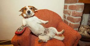 Conheça o ‘Netflix dos pets’ com programação para cães e gatos