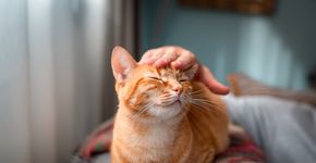 Foto: (Magui-rfajardo/istock)